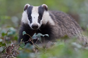 badger