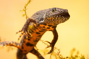 crested newt