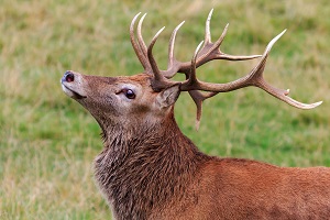 red deer